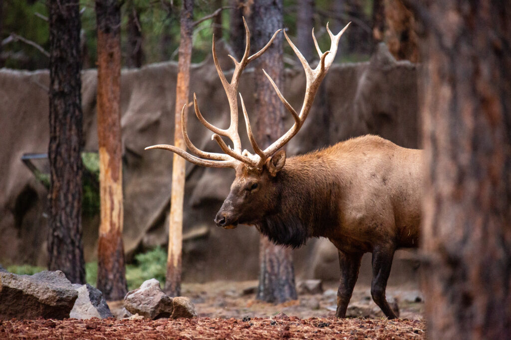 Biggest Rocky Mountain Elk Call Of The Wild At James Farris Blog