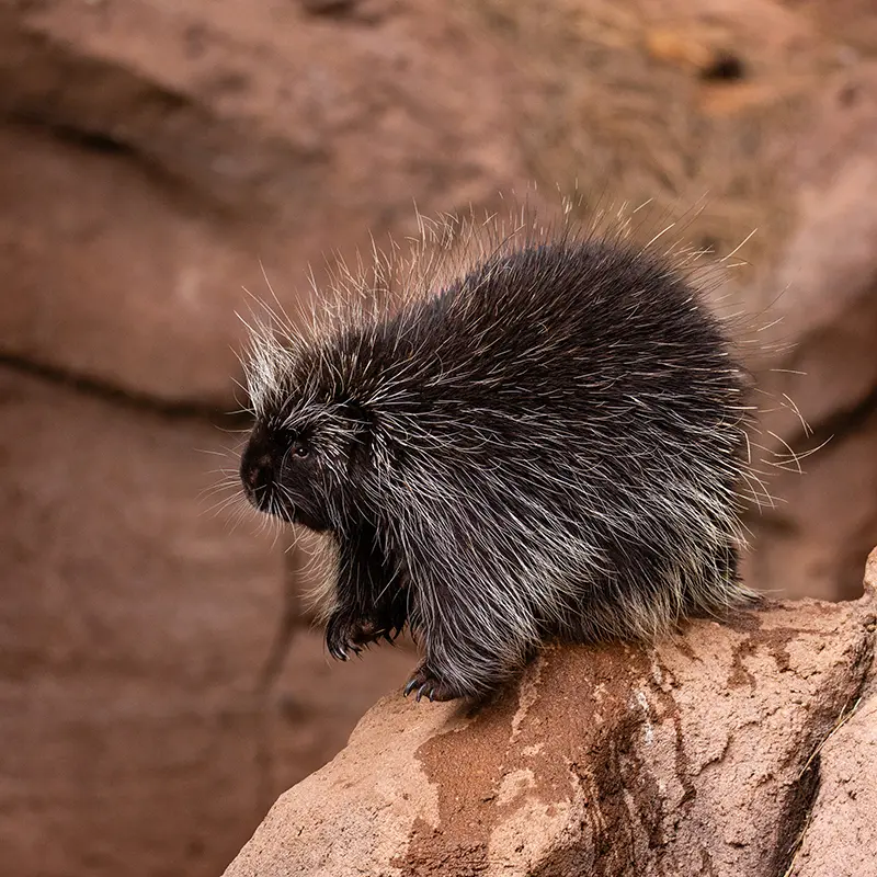 North American Porcupine